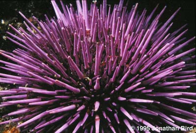 Purple Sea urchin [Strongylocentrotus purpuratus]