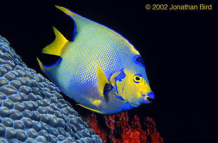 Queen Angelfish [Holacanthus ciliaris]