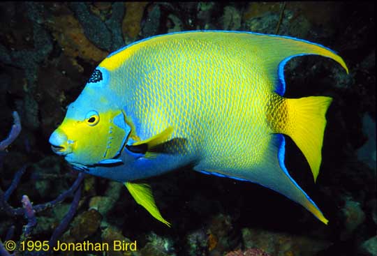 Queen Angelfish [Holacanthus ciliaris]