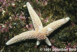 Northern Sea star [Asterias vulgaris]