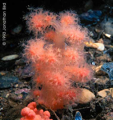 Red Soft Coral [Gersemia rubiformis]