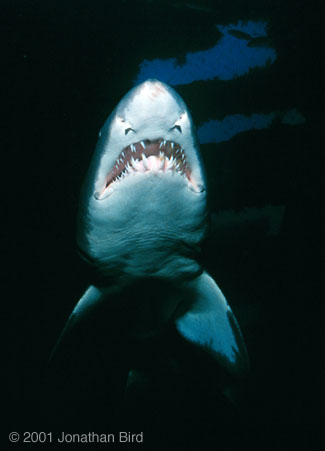 Sand Tiger Shark [Carcharias taurus]