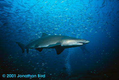 Sand Tiger Shark [Carcharias taurus]