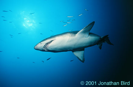 Sand Tiger Shark [Carcharias taurus]