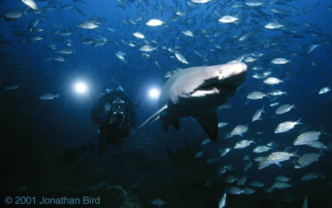 Sand Tiger Shark [Carcharias taurus]