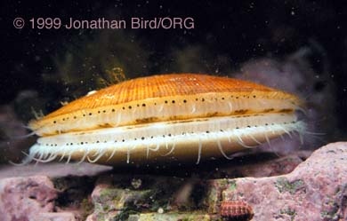 Iceland Scallop [Chlamys islandicus]