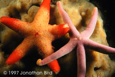 Winged Sea star [Pteraster militaris]