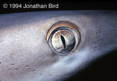 Gray Reef Shark [Carcharhinus amblyrhynchos]