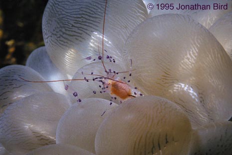 Bubble Coral Shrimp [Periclimenes holthuisi]