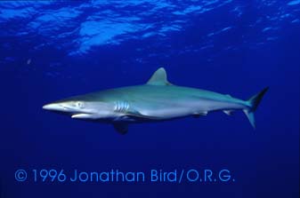 Silky Shark [Carcharhinus falciformis]