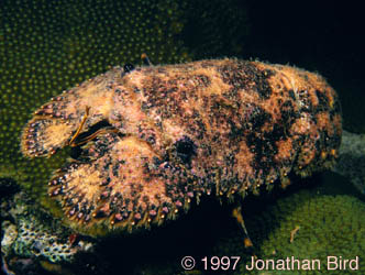 Sculptured Slipper Lobster [Parribacus antarcticus]