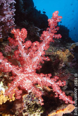 Soft Coral [--]