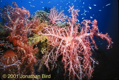 Soft Coral [--]