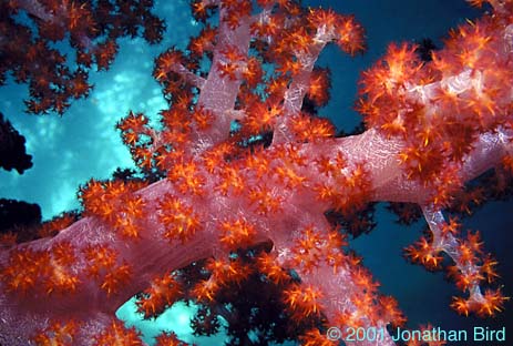 Soft Coral [--]