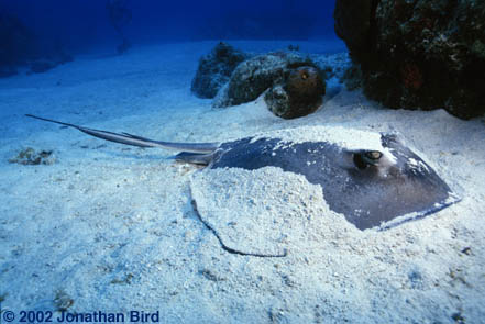 Southern Stingray [Dasyatis americana]