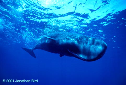 Sperm Whale [Physeter macrocephalus]