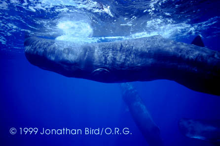 Sperm Whale [Physeter macrocephalus]