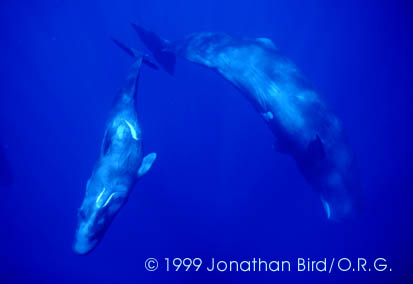 Sperm Whale [Physeter macrocephalus]