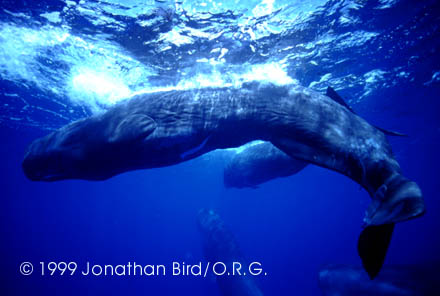 Sperm Whale [Physeter macrocephalus]