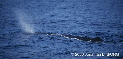 Sperm Whale [Physeter macrocephalus]