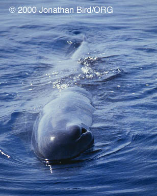 Sperm Whale [Physeter macrocephalus]