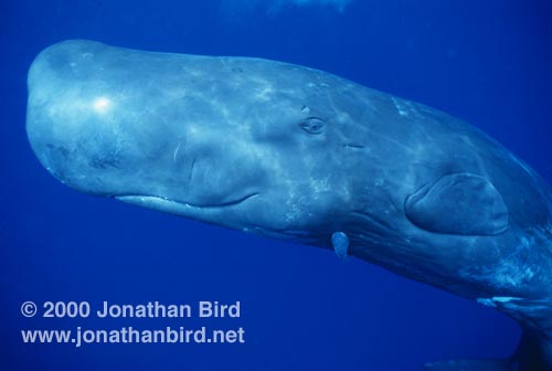 Sperm Whale [Physeter macrocephalus]