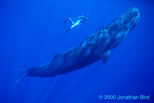 Sperm Whale [Physeter macrocephalus]