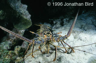 Caribbean Spiny Lobster [Panulirus argus]