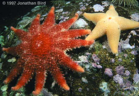 Spiny Sun star [Crossaster papposus]