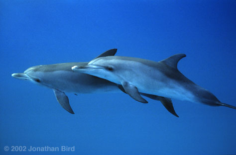 Pictures of spotted dolphins 5