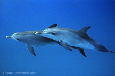 Atlantic Spotted Dolphin [Stenella frontalis]