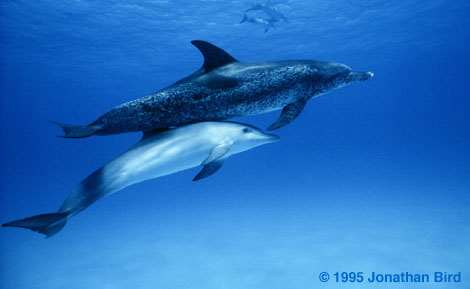 Atlantic Spotted Dolphin [Stenella frontalis]