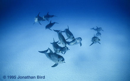 Atlantic Spotted Dolphin [Stenella frontalis]