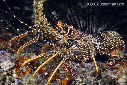 Spotted Spiny Lobster [Panulirus guttatus]