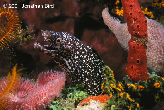 Spotted Moray Eel [Gymnothorax moringa]