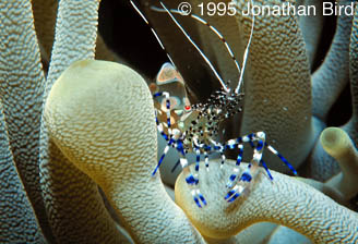 Spotted Cleaner Shrimp [Periclimenes yucatanicus]