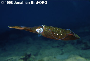 Caribbean Reef Squid [Sepioteuthis sepioidea]