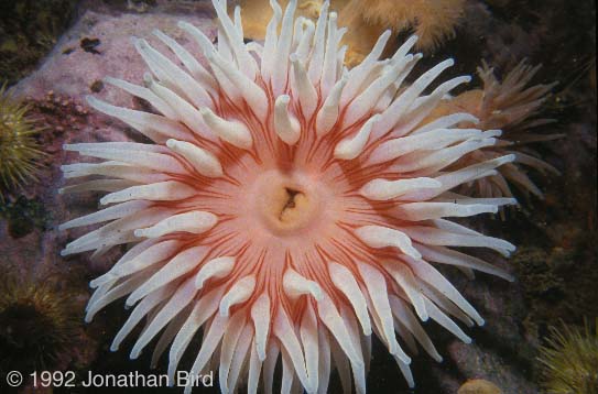 Tealia Anemone [Tealia crassicornis]