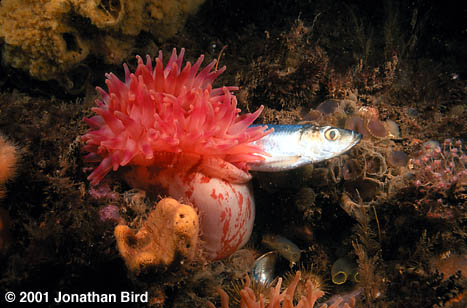 Tealia Anemone [Tealia crassicornis]