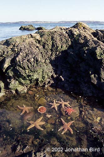 Maine Tide pool [--]