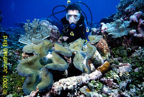 Giant Tridacna Clam [Tridacna gigas]