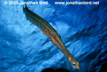 Caribbean Trumpetfish [Aulostomus maculatus]