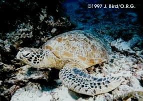 Green Sea turtle [Chelonia mydas]
