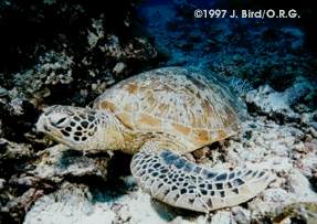 Green Sea turtle [Chelonia mydas]