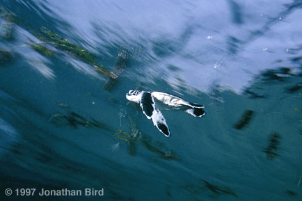 Green Sea turtle [Chelonia mydas]