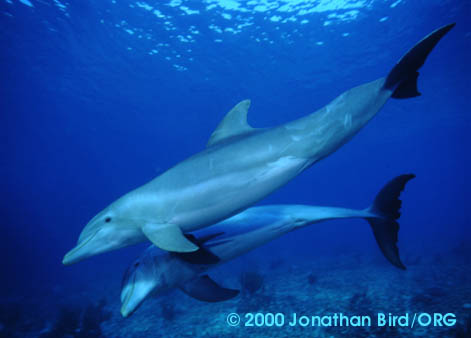 Bottlenosed Dolphin [Tursiops truncatus]