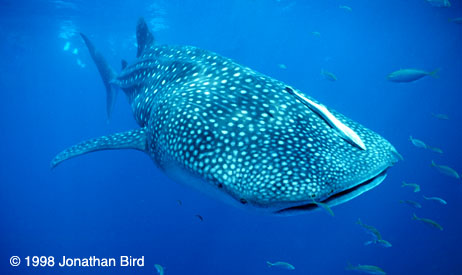 Whale Shark [Rhincodon typus]