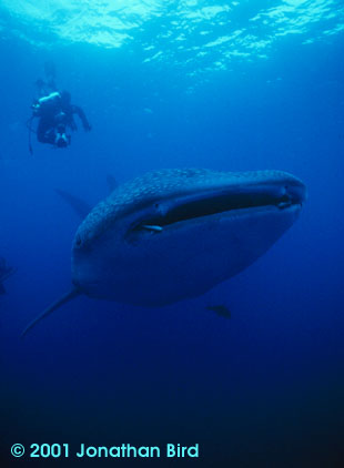 Whale Shark [Rhincodon typus]