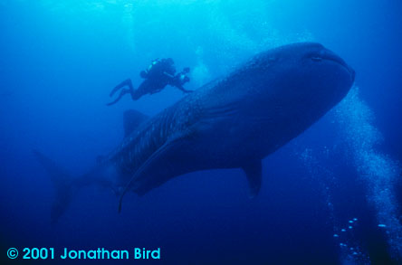 Whale Shark [Rhincodon typus]