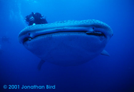 Whale Shark [Rhincodon typus]